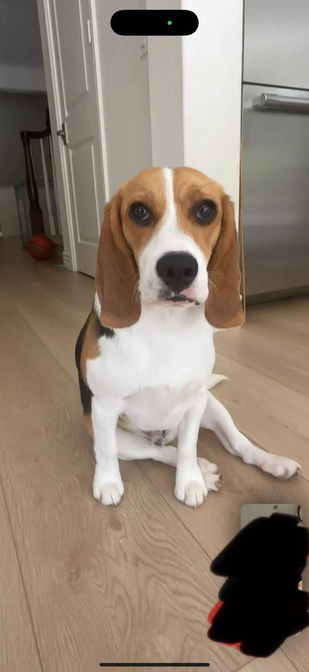 Custom Hand-Painted Oil Portraits