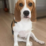 Custom Hand-Painted Oil Portraits